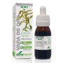 EXTRACTO VARA DE ORO XXI 50 ML - Imagen 1