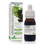 EXTRACTO GROSELLERO NEGRO XXI 50 ML - Imagen 1