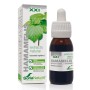 EXTRACTO HAMAMELIS XXI 50 ML - Imagen 1